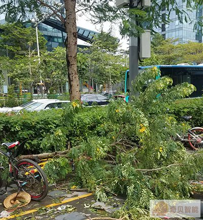 監控顯示山竹造成多出樹木受損
